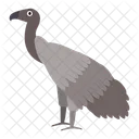 Vulture African Bird Icon