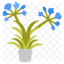 Agapanthus Blue Agapanthus Blue Flowers Icon