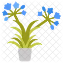 Agapanthus  Icon