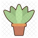 Agave Agavaceae Botanical Icon