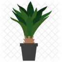 Agave Evergreen Plant Icon