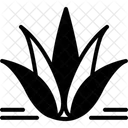 Agave  Icon