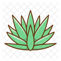Agave Plant  Icon