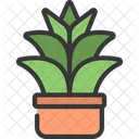 Agave Plant  Icon