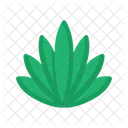 Agave plant  Icon