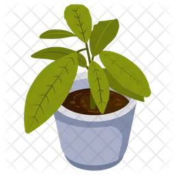 Aglaonema Plant  Icon