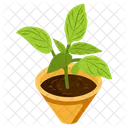 Aglaonema Plant Icon