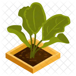 Aglaonema Plant  Icon