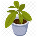 Aglaonema Plant  Icon
