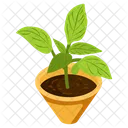 Aglaonema Plant  Icon