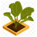 Aglaonema Plant  Icon