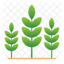 Agriculture  Icon
