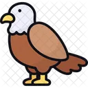 Aguila Animal Fauna Icono