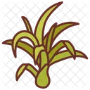 Air Plant Indoor Plant Wheat Plants Icon