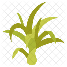 Air plant  Icon