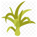 Air plant  Icon