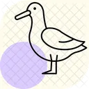 Albatroz  Ícone