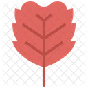 Alder leaf  Icon