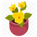Allamanda Cathartica  Icon