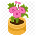Allamanda Flower Icon