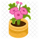 Allamanda Flower  Icon