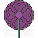 Alliums Flower Summer Icon