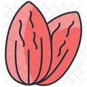 Almond  Icon