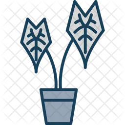 Alocasia (Kalokasie)  Symbol