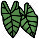 Alocasia  Icon