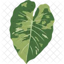 Alocasia Odora Tropical Plants Tropical Leaves Icon