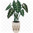 Alocasia Polly Plant Pot House Plant Icon
