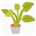 Alocasia portadora  Icon