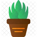 Aloe  Icon