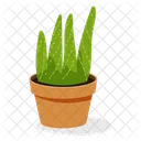 Aloe Plant  Icon