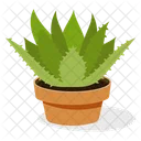 Aloe Potted  Icon