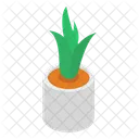 Aloe Vera  Icon