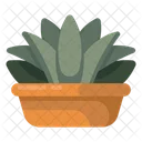 Aloe Vera Cactus Plant Agave Pot Icon