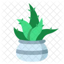 Aloe Vera Leaf Aloe Icon