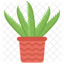 Aloe Vera Plant Cactus Icon