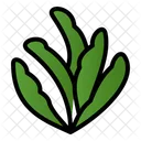 Aloe vera  Symbol