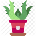 Aloe vera  アイコン