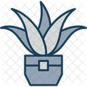 Aloe vera  Icon