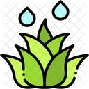 Aloe vera  Icon