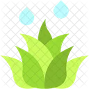 Aloe vera  Icon