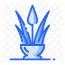 Aloe Vera Plant Healthy Skin Icon