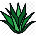 Aloe Aloe Vera Plants Icon