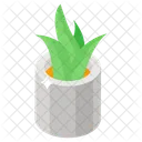 Aloe Vera Evergreen Succulent Icon