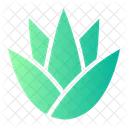 Aloe vera  Icono
