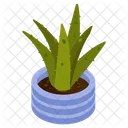 Aloe Vera  Icon