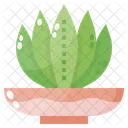 Aloe Vera  Icon